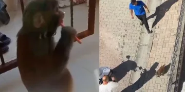 İstanbul’da maymun dehşeti