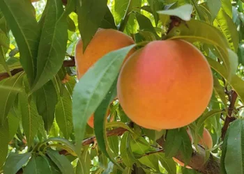 Talep artışı üreticiyi memnun etti
