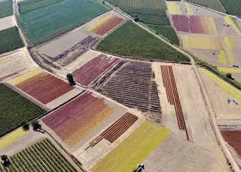 Manisa Ovası’nda renk cümbüşü