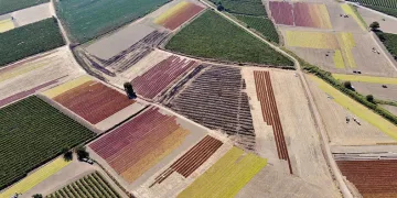 Manisa Ovası’nda renk cümbüşü