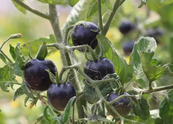 İsrail’e inat üretti, ücretsiz dağıtıyor