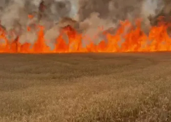 3 bin dönümlük buğday tarlası kül oldu