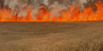 3 bin dönümlük buğday tarlası kül oldu