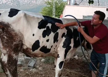 Aşırı sıcakta hayvanlarını serinletmeye çalıştı