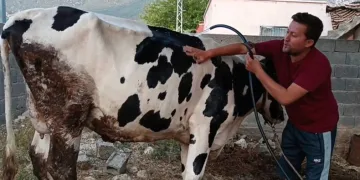 Aşırı sıcakta hayvanlarını serinletmeye çalıştı