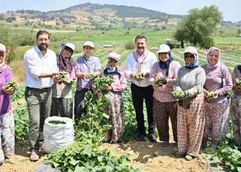 Kornişon salatası binlerce aileye ekmek kapısı oldu