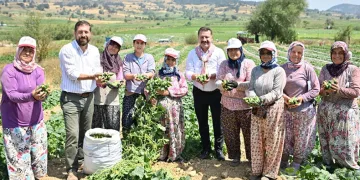 Kornişon salatası binlerce aileye ekmek kapısı oldu