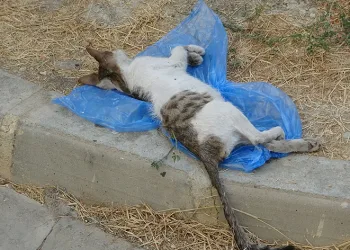 Çöp kutusunda 2 kedi bulundu