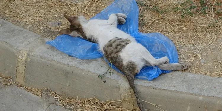 Çöp kutusunda 2 kedi bulundu
