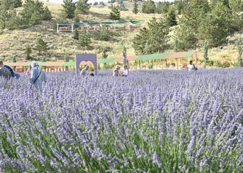Lavanta Bahçesi’ne büyük ilgi
