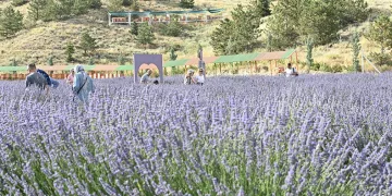 Lavanta Bahçesi’ne büyük ilgi
