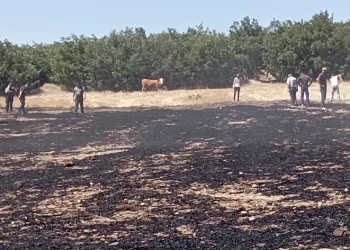 Çıkan anız yangını paniğe sebep oldu