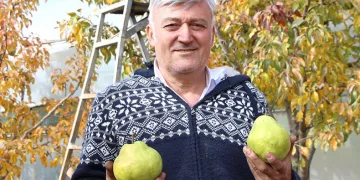 Doğdu köyde armut üretiyor