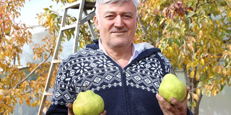 Doğdu köyde armut üretiyor