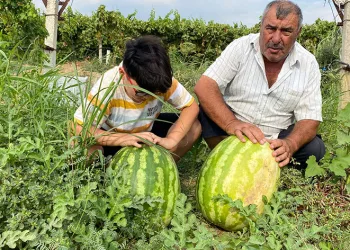 Üzüm bağında 30 kiloluk karpuz