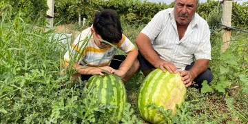 Üzüm bağında 30 kiloluk karpuz