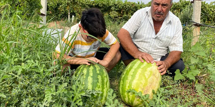 Üzüm bağında 30 kiloluk karpuz