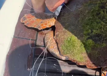 Caretta’nın yardımına tekne kaptanı yetişti