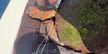 Caretta’nın yardımına tekne kaptanı yetişti