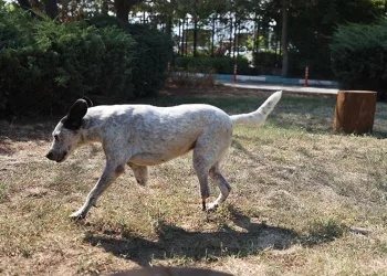 Protez patili ‘Benek’ yürümeye başladı