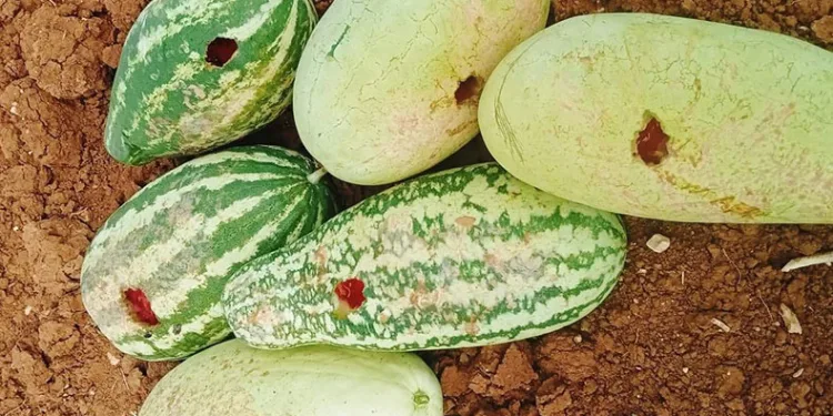 “Delinmedik karpuz bırakmadılar”