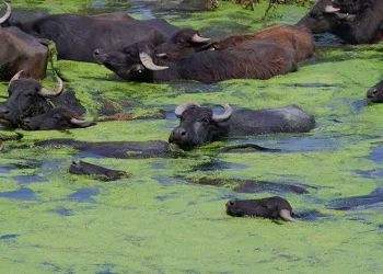 Serengeti değil Erzurum Ovası