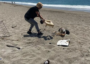 Caretta cartta yuvasının üzerinde mangal yaktılar