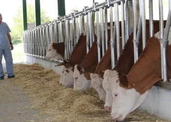 Küresel ısınma onları da etkiledi