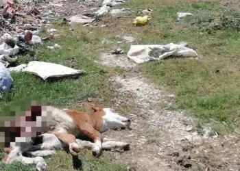Hastalıktan ölen hayvanı, yol kenarına attılar
