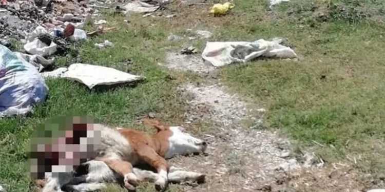 Hastalıktan ölen hayvanı, yol kenarına attılar