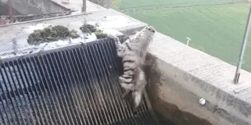 Çizgili sırtlan yıllar sonra görüntülendi