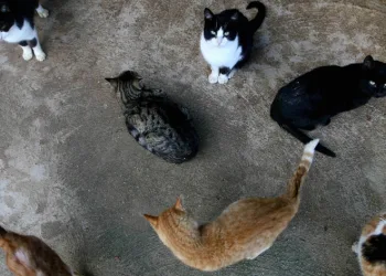 Kedilere asit döken saldırgana ceza