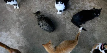 Kedilere asit döken saldırgana ceza