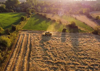 ‘Siyez’de hasat dönemi başladı