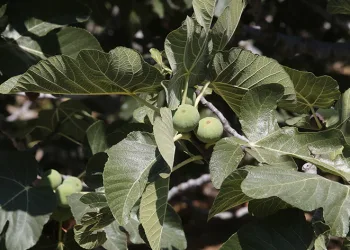 Bursa’nın siyah incisi bu yıl da ihracata açıldı