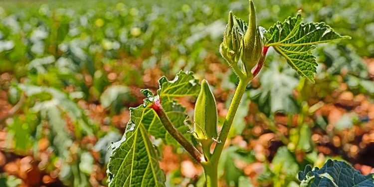 ‘Yeşil altın’da hasat sürüyor