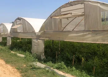Seracılık üreticinin yüzünü güldürüyor