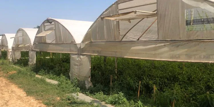 Seracılık üreticinin yüzünü güldürüyor