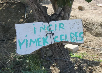 “İncir yimek selbes”