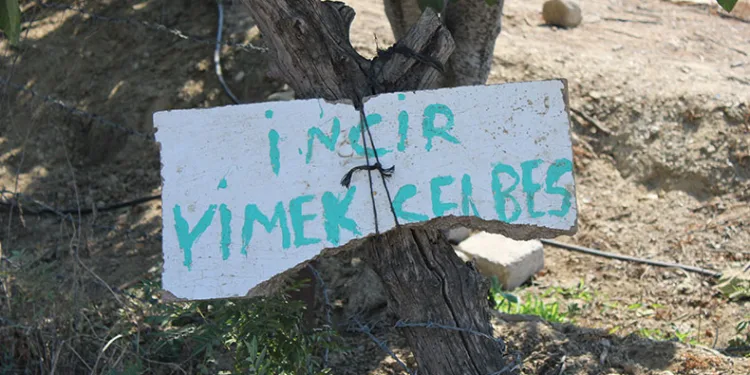 “İncir yimek selbes”