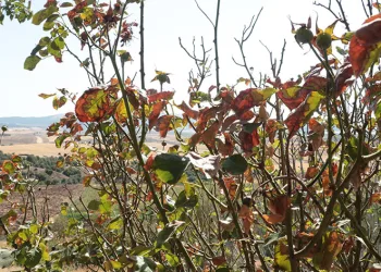 Çöl sıcakları meyve ağaçlarını kurutuyor