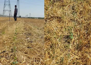 Hasattan sonra 2. ürün yüz güldürdü