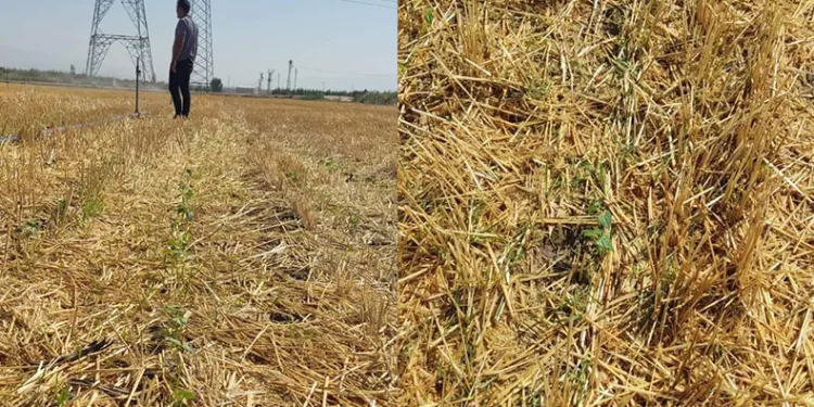 Hasattan sonra 2. ürün yüz güldürdü