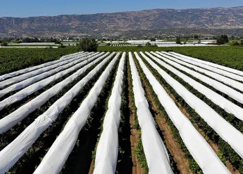 Sarıgöl Ovası beyaza büründü