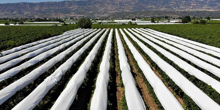 Sarıgöl Ovası beyaza büründü