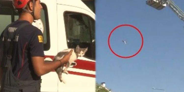 İntihar için çıktığı direk, kedisinin canına mal oldu