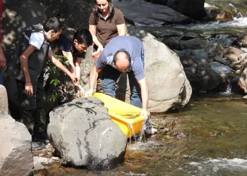 Yavru alabalıklar derelerle buluştu