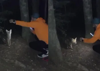 Uludağ’da yanına gelen tilkiye köfte ikram etti