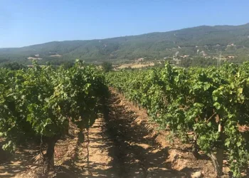 Çekirdeksiz üzüm hasadı başladı