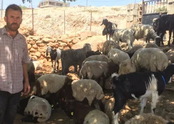 Kurt saldırısında 26 koyun telef oldu